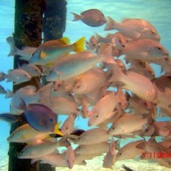 All Wet Scuba