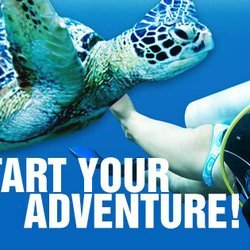 Ocean Spirit Aquatics