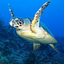 Sea Lab Diving